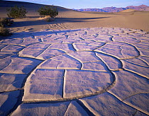 Cracked clay and Creosote bushes (Larrea tridentata) in Mesquite Flat sand dunes with the Grapevine Mountains in the distance, Death Valley National Park, Califronia