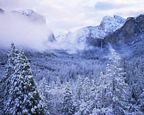 Snow covered coniferous forest with low clouds and Bridalveil Falls in the distance, Yosemite National Park, California