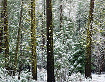 Snow covering mossy trees in mixed coniferous forest, Yosemite National Park, California