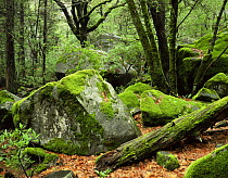 Moss covered Black Oaks (Quercus kelloggii) and boulders, Yosemite Valley, Yosemite National Park