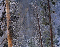 Snow covered Ponderosa Pines (Pinus ponderosa) with wall of Taft Point behind, Yosemite Valley, Yosemite National Park, California
