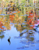 Autumn tree colours reflected on the Mahzenazing River, Water Lillies (Nuphar variegatum) and Water Arum (Calla palustris) on surface, Killarney Provincial Park, Ontario, Canada