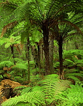 Rough Tree Ferns (Dicksonia squarrosa) and Silver Beech (Nothofagus menziesii) in forest, Kepler Track, Fiordland National Park, South Island, New Zealand