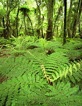 Soft Tree Ferns (Balantium antarcticum) in lowland rainforest, Whakapohai Wildlife Refuge, South Island, New Zealand