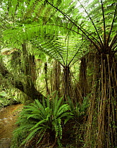 Soft Tree Ferns (Cyathea smithii) with Crown Ferns (Blechnum discolor) below, Whakapohai Wildlife Refuge, South Island, New Zealand