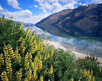 Tree Lupines (Lupinus arboreus) lining the shoreline of Lake Wakatipu, South Island, New Zealand