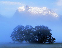 Snow-capped Earl Mountains above fog shrouded Red Beech (Nothofagus fusca) trees, Fiordland National Park, South Island, New Zealand