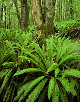 Silver Beech (Nothofagus menziesii) with an understorey of Crown Ferns (Blechnum discolor), Kepler Track, Fiordland National park, South Island, New Zealand