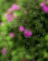 Spider web covered with water droplets with pink flowers of Morning Glory (Ipomoea sp) behind, Sierra Cucharas, Tamaulipas, Mexico