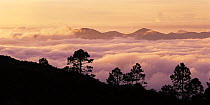 Fog in the Sierra Madre Oriental mountain range at sunrise, Tamaulipas, Mexico