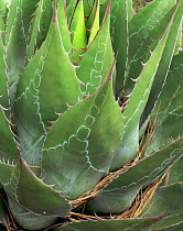 Close-up of Agave (Agave montana) with red thorns / spines and interesting patternation on blades, Sierra Madre Oriental mountain range, Tamaulipas, Mexico