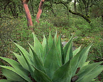 Close-up of Agave (Agave montana) with red thorns / spines and interesting patternation on blades, Madrone and Oak trees in background, Sierra Madre Oriental mountain range, Tamaulipas, Mexico