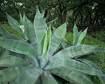 Agave (Agave americana protoamericana) in a forest of Oak trees, Sierra Madre Oriental mountain range, Mexico