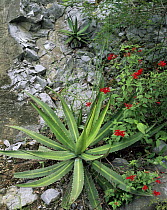Agave (Agave lophantha) on rock face with red flowering Bouvardia sp, Sierra Madre Oriental, Mexico