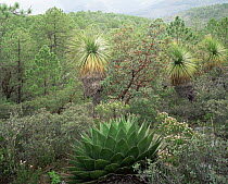 Agave (Agave montana) in mountain habitat in the Sierra Madre Oriental range, Nolina (Nolina sp), Madrone and Pine (Pinus sp) also present, Tamaulipas, Mexico