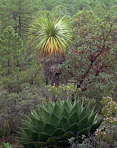 Agave (Agave montana) and Soyata tree (Nolina sp) in the mountain habitat of the Sierra Madre Oriental range, Tamaulipas, Mexico