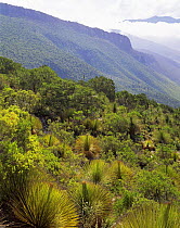 Sotol (Dasylirion sp) in mountain habitat in the Sierra Madre Oriental mountain range, Tamaulipas, Mexico