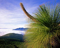 Sotol (Dasylirion sp) with emerging flowering stalk over-looking clouds, the Sierra Madre Oriental mountain range, Tamaulipas, Mexico