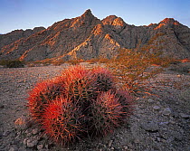 Cottontop cactus (Echinocactus polycephalus) with dawn light, Goldwater Range, Arizona