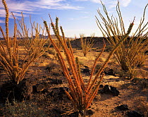 Ocotillos (Fouquieria splendens) established on the Pincata Lava flow, dawn, Cabeza Prieta National Wildlife Reserve, Arizona