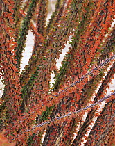 Close-up of colourful leaves and spines of an Ocotillo (Fouguieria splendens), leaves turn red in dry season after the wet season, Tinajas Atlas Mountains, Goldwater Range, Arizona
