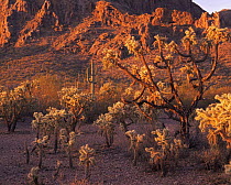 Chain-fruit Chollas (Opuntia fulgida)(foreground) and Saguaro cacti (Carnegiea gigantea) at dawn with the Sand Tank Mountains in the background, Sonoran Desert National Park, Arizona