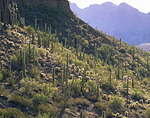 Sand Tank Mountains with a large number of back lit Saguaro cacti (Carnegiea gigantea) Goldwater Range, Arizona