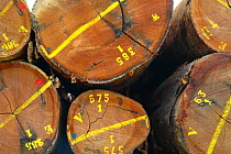 Marked tropical hardwood timber loaded ready for transporting to the coast (for shipping or processing), Nr Lope forest, Gabon, 2004