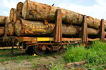 Tropical hardwood timber loaded onto railway wagons for transporting to the coast (for shipping or processing), Nr Lope forest, Gabon, 2004