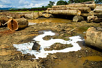 Tropical hardwood timber ready to be loaded onto railway wagons for transporting to the coast (for shipping or processing), Nr Lope forest, Gabon, 2004