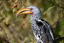 Southern yellow billed hornbill {Tockus leucomelas}  Kruger National Park, South Africa