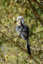 Southern yellow billed hornbill {Tockus leucomelas} preening, Kruger National Park, South Africa