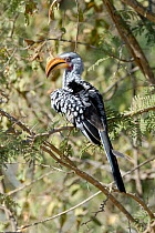 Southern yellow billed hornbill {Tockus leucomelas} preening, Kruger National Park, South Africa