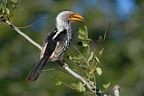 Southern yellow billed hornbill {Tockus leucomelas}  Kruger National Park, South africa