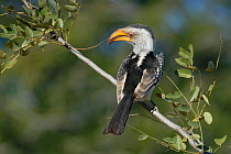 Southern yellow billed hornbill {Tockus leucomelas}  Kruger National Park, South africa