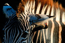 RF- Red billed oxpecker (Buphagus africanus) on Common Zebra (Equus burchelli). Kruger National Park, South Africa. (This image may be licensed either as rights managed or royalty free.)