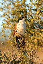 Burchell's coucal {Centropus superciliosus burchelli} male, Kruger NP, South Africa