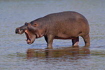 Hippopotamus (Hippopotamus amphibius) yawning, Santa Lucia estuary, Greater St Lucia Wetland Park, South Africa