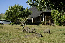Warthogs grazing outside tourist lodge, Hluhluwe Imfolosi Park, South Africa