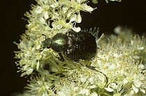 Noble chafer beetle (Gnorimus nobilis) on meadowsweet, UK.