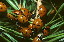 Seven-spot ladybirds (Coccinella 7-punctata) group hibernating on a Scots pine tree, UK