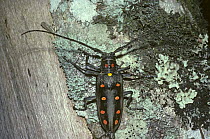 Longhorn beetle (Batocera parryi) in rainforest, Borneo