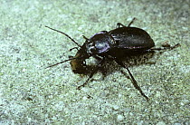 Violet ground beetle (Carabus violaceus) feeding at night on a slug, UK