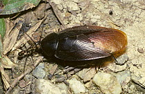 Ant (Ectatomma tuberculatum) towing a cockroach back to the nest in rainforest, Trinidad