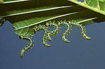 Hazel sawfly larvae (Craesus septentrionalis) cocking their tail ends in the air in a defensive pose on alder, UK
