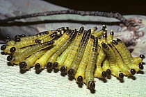 Spitfire sawfly larvae (Perga affinis), group arranged in this formation to minimise the amount of heat they absorb in hot weather, on eucalyptus, Australia