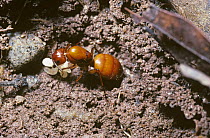 Ant queen (Camponotus castaneus) with first few larvae in an early nest beneath a slab of stone, South Carolina, USA