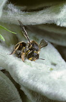 Woolcarder bee (Anthidium manicatum) female using her jaws to cut and tear away a ball of hairs from {Stachys lanata} leaf to build her nest, UK