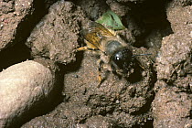 Red mason bee (Osmia rufa) female leaving her mud mine carrying a load of mud in her jaws to make her nest, UK