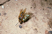 Cicada killer wasp (Sphecius speciosus) female dragging her Cicada prey (Tibicen similaris) back to her burrow, South Carolina, USA